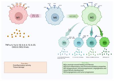 Frontiers | Macrophage polarization: an important role in 